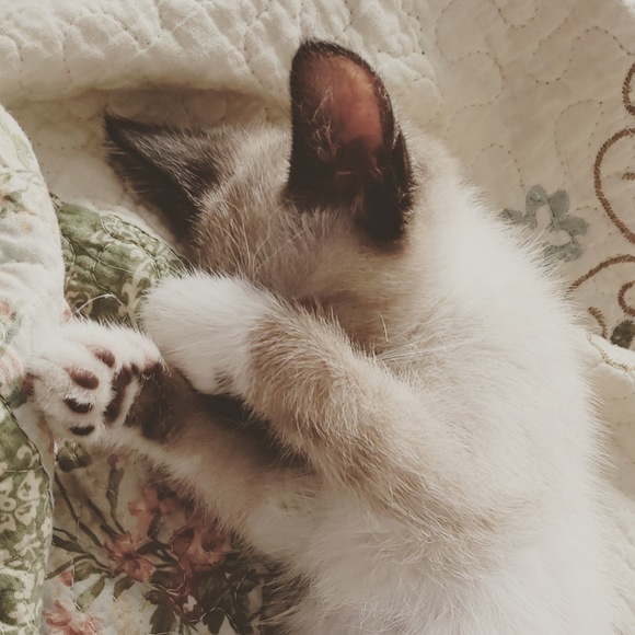 Meet your Posher, Megan - Picture 1 of 2